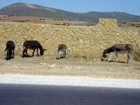 ein paar Esel auf dem Weg von Tangar zum Cap Spartel