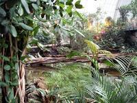Idylle im Regenwald mit knstlichem Vogelgezwitscher