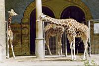Giraffen (irgendwo in einem deutschen Zoo)