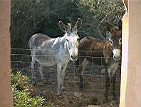 Esel auf Mallorca