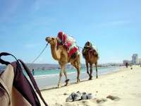 2 Kamele am Strand