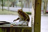 wilde Affen in Thailand