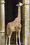 Giraffe (irgendwo in einem deutschen Zoo)